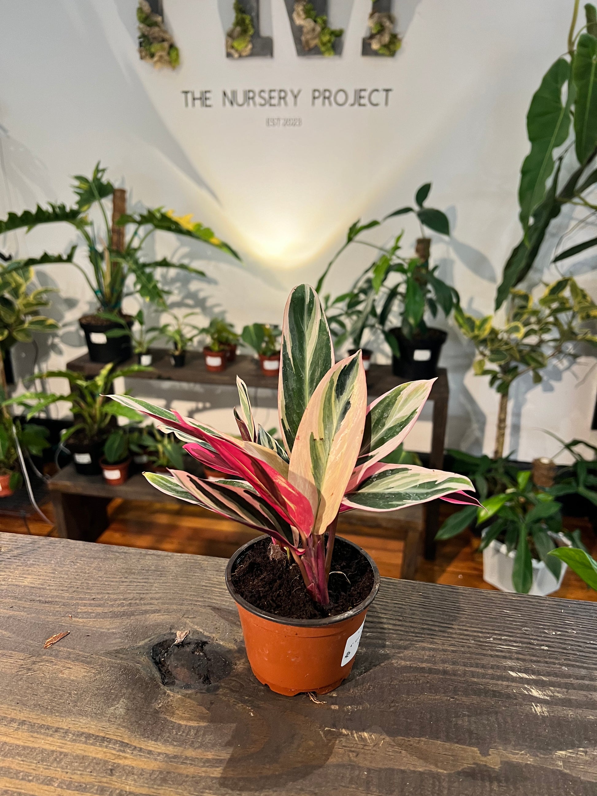 Stromanthe Triostar 