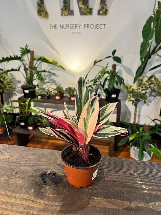 Stromanthe Triostar 