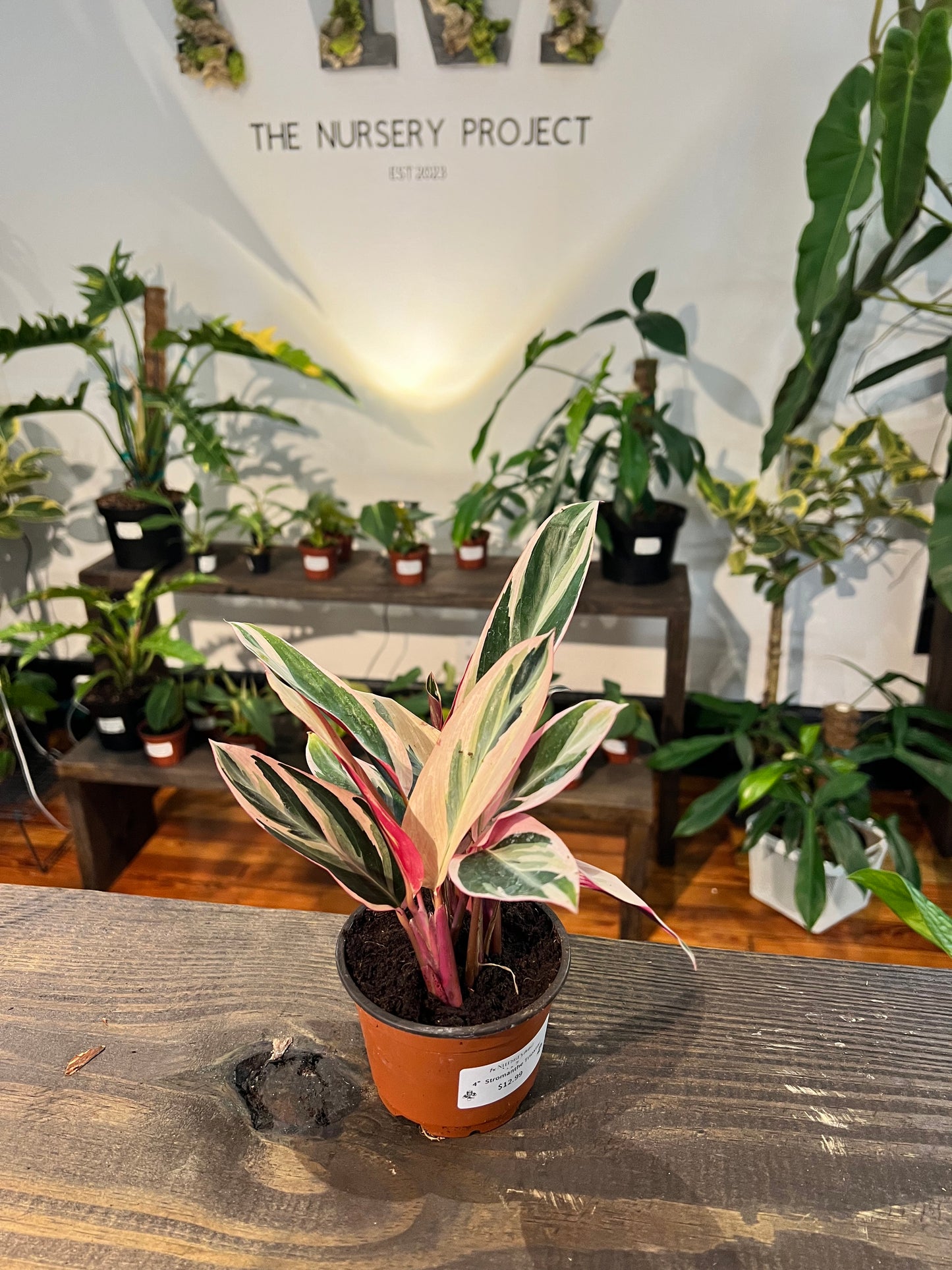Stromanthe Triostar 