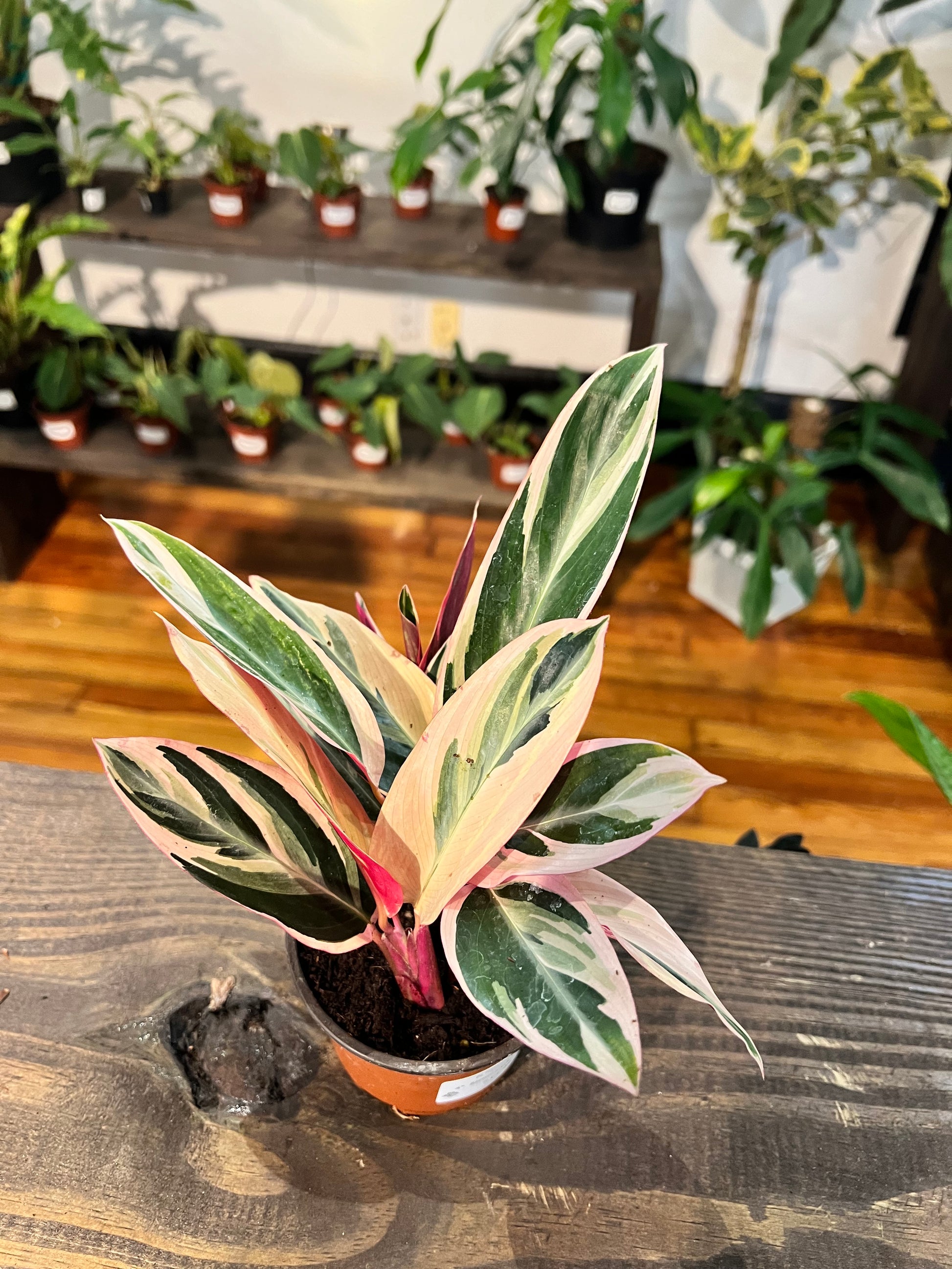Stromanthe Triostar 