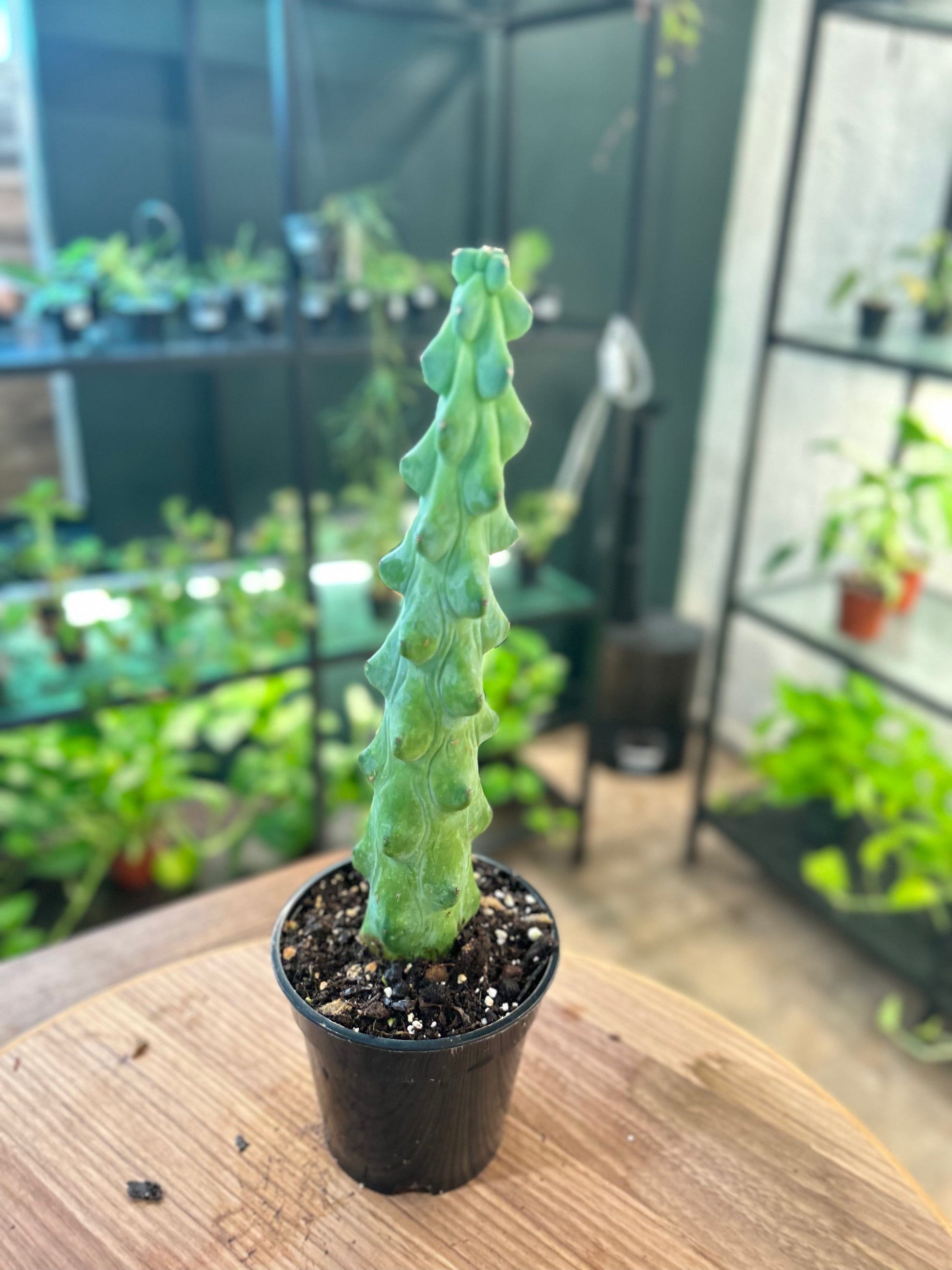 Boobie Cactus
