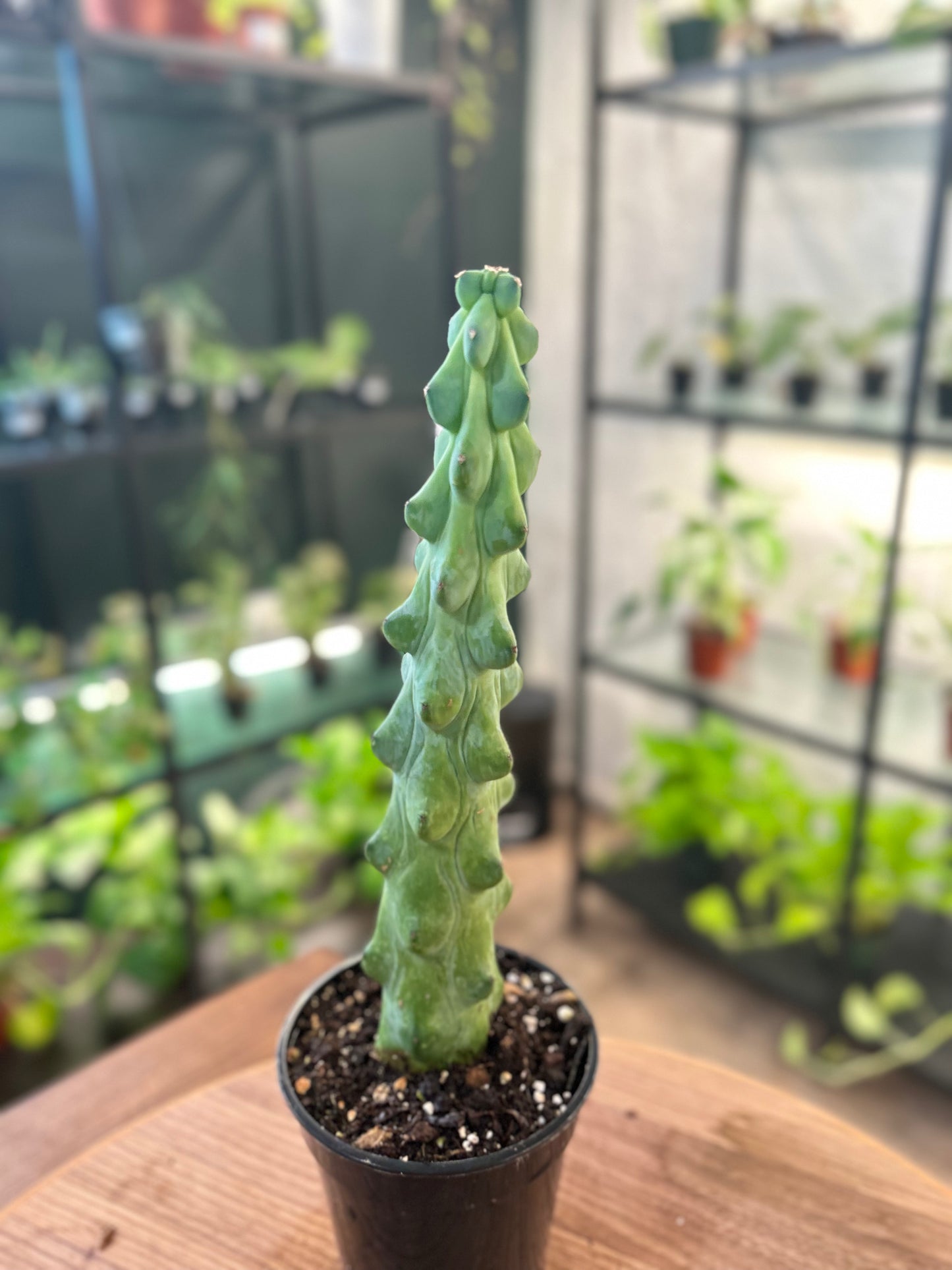 Boobie Cactus