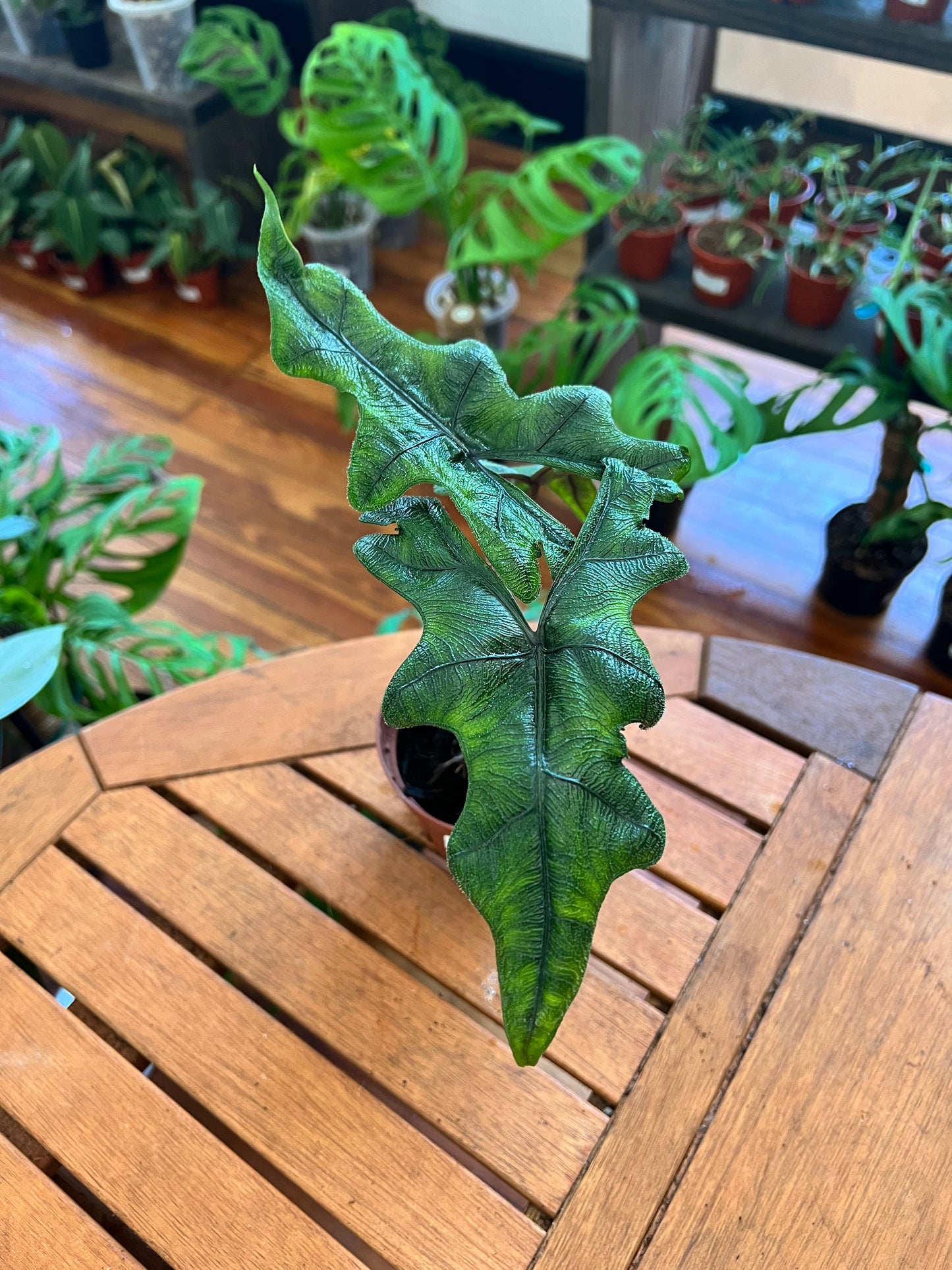 Alocasia Jacklyn 4”