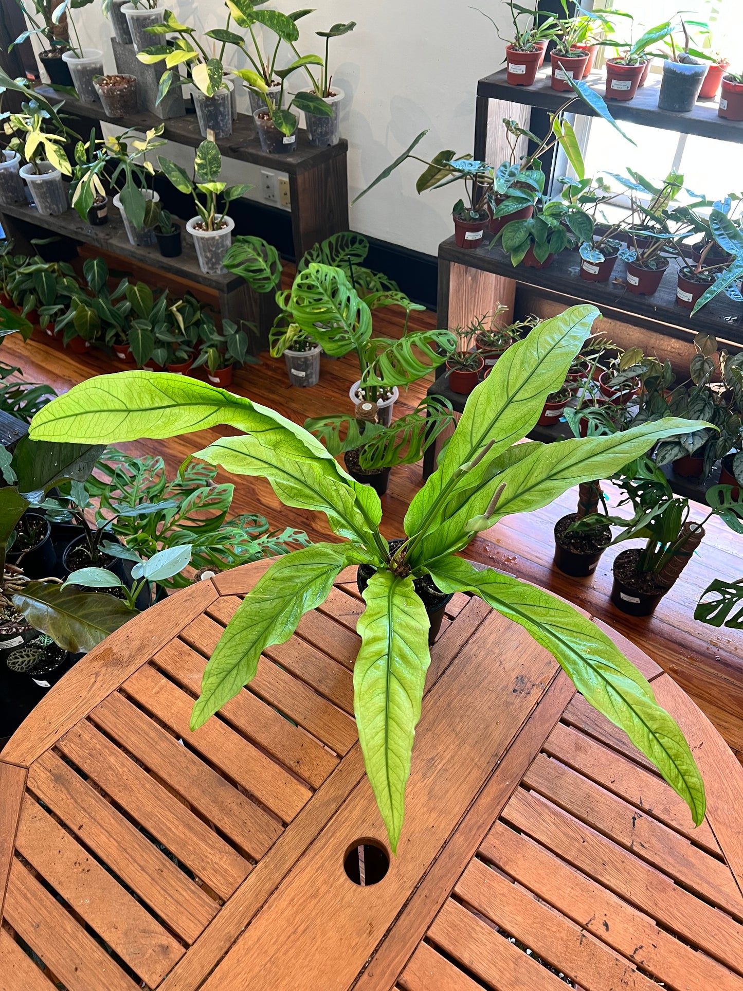 Anthurium Tubtim 6”