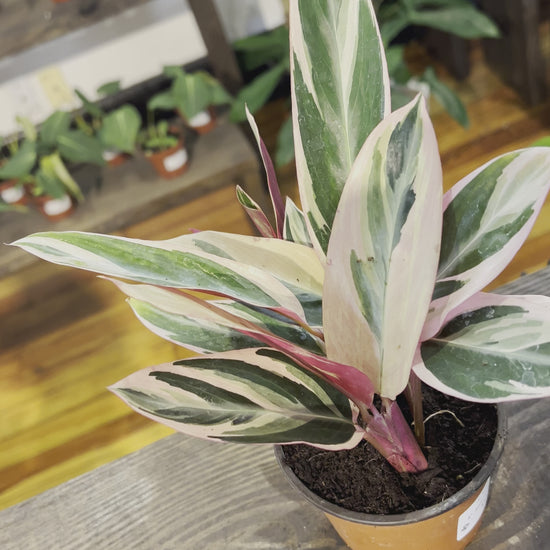 Stromanthe Triostar 