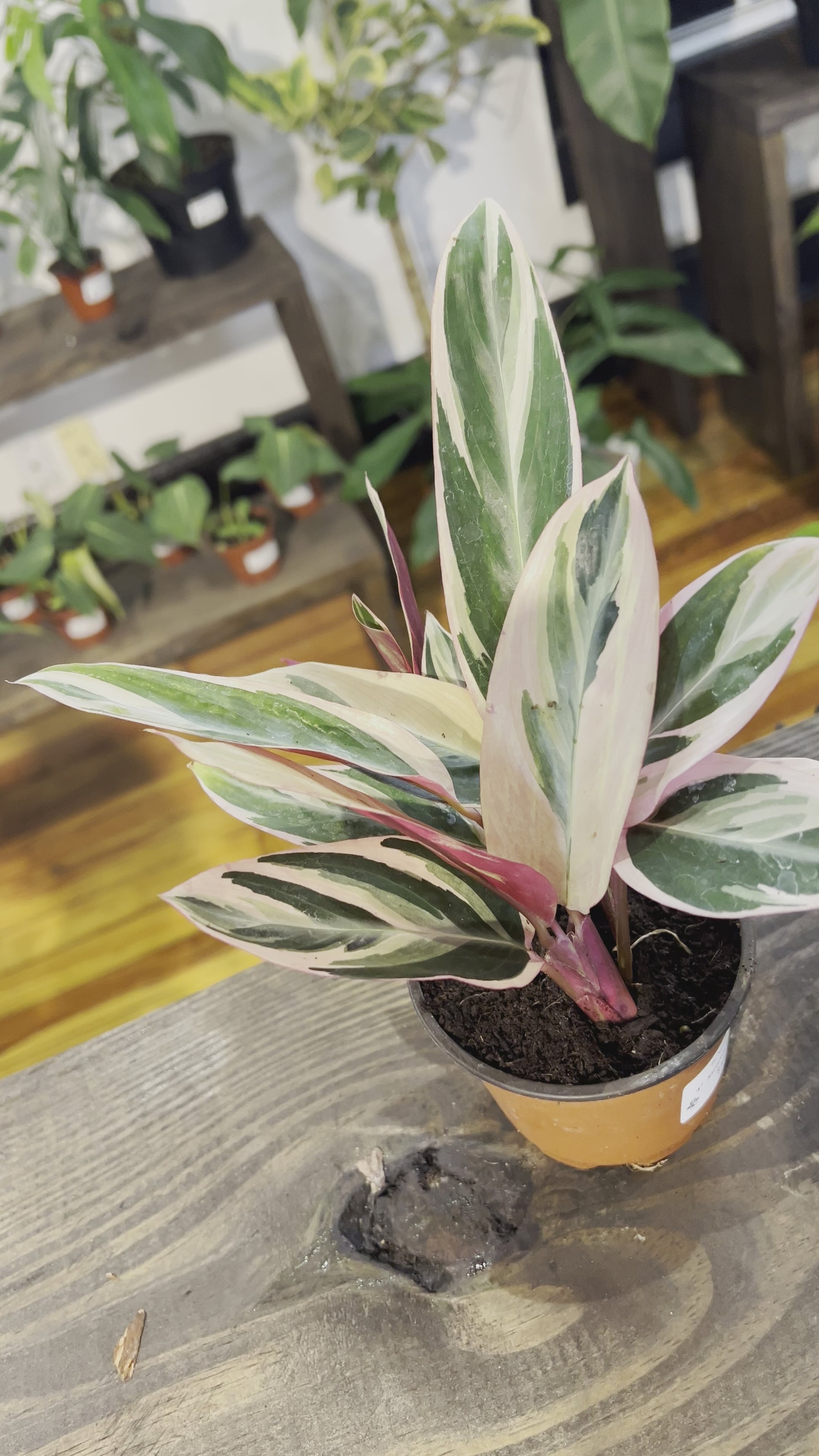 Stromanthe Triostar 