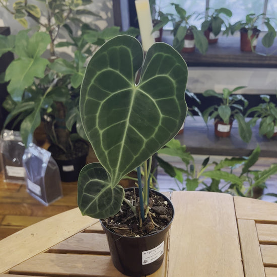 Anthurium Clarinervium