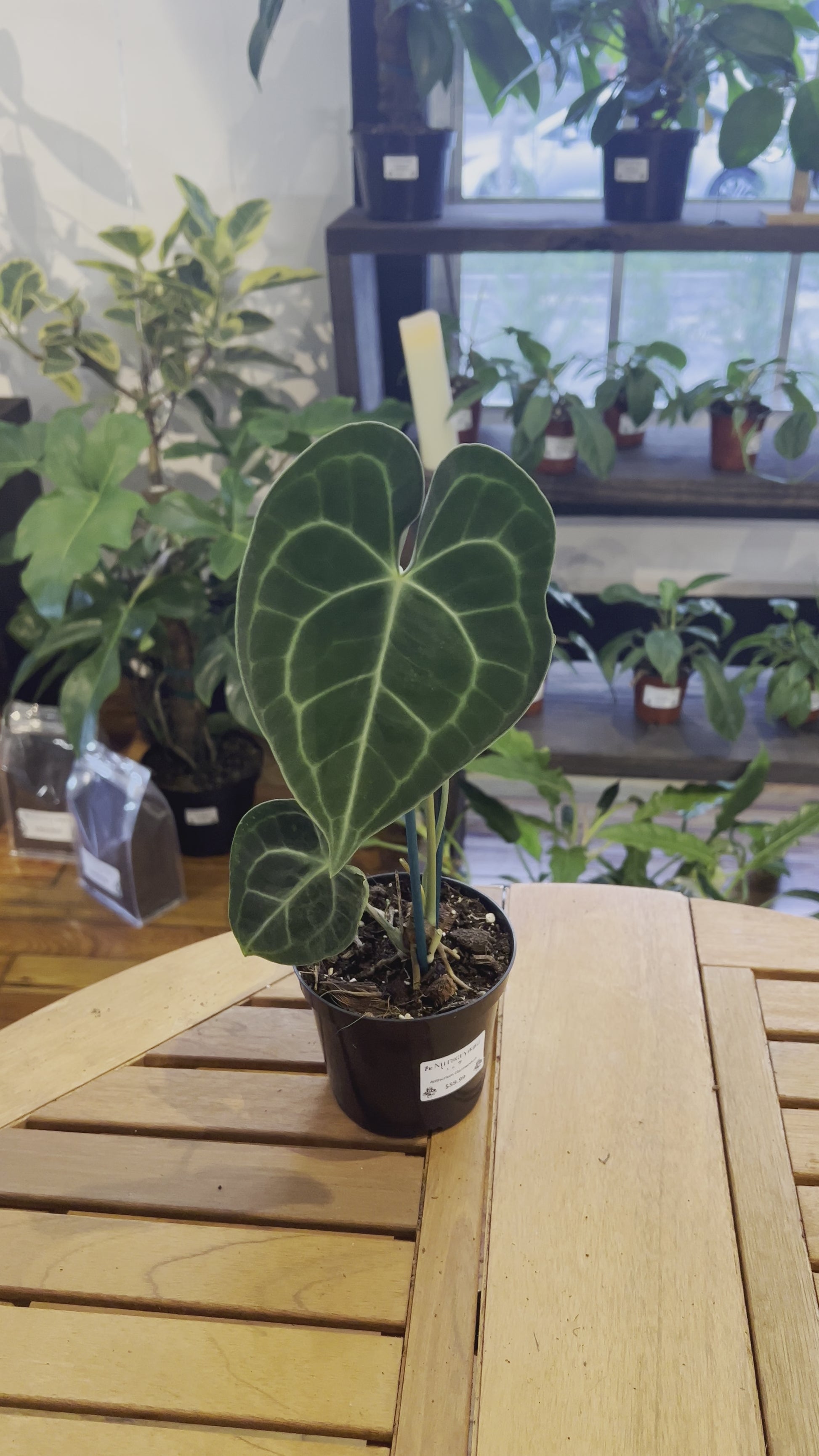 Anthurium Clarinervium